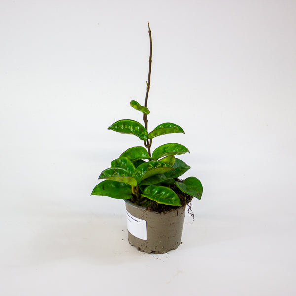 Hoya carnosa 'Krinkle 8' 9cm H27cm