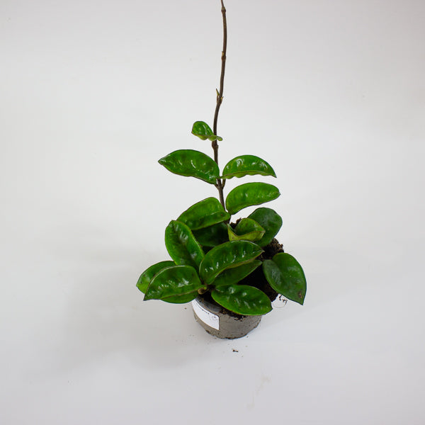 Hoya carnosa 'Krinkle 8' 9cm H27cm