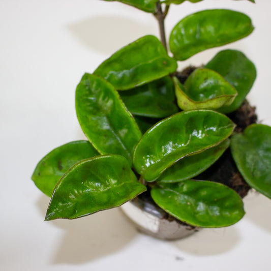 Hoya carnosa 'Krinkle 8' 9cm H27cm