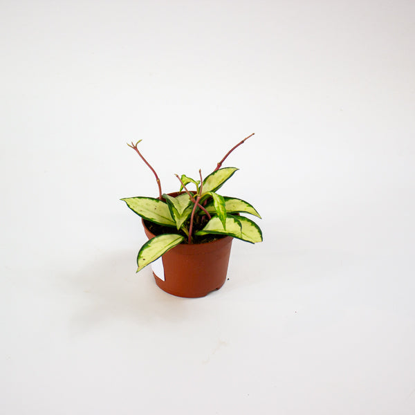 Hoya carnosa 'Tricolor Narrow Leaf' 9cm H15cm