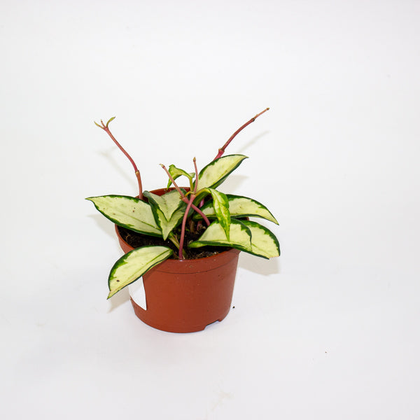 Hoya carnosa 'Tricolor Narrow Leaf' 9cm H15cm