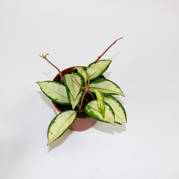 Hoya carnosa 'Tricolor Narrow Leaf' 9cm H15cm