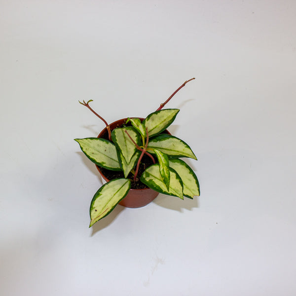 Hoya carnosa 'Tricolor Narrow Leaf' 9cm H15cm
