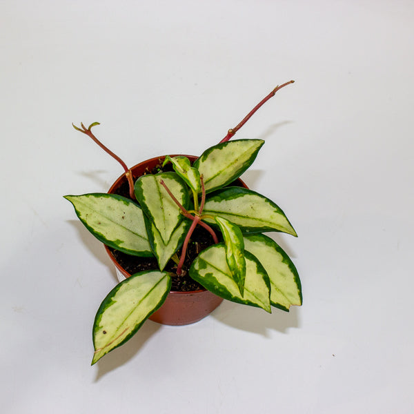 Hoya carnosa 'Tricolor Narrow Leaf' 9cm H15cm