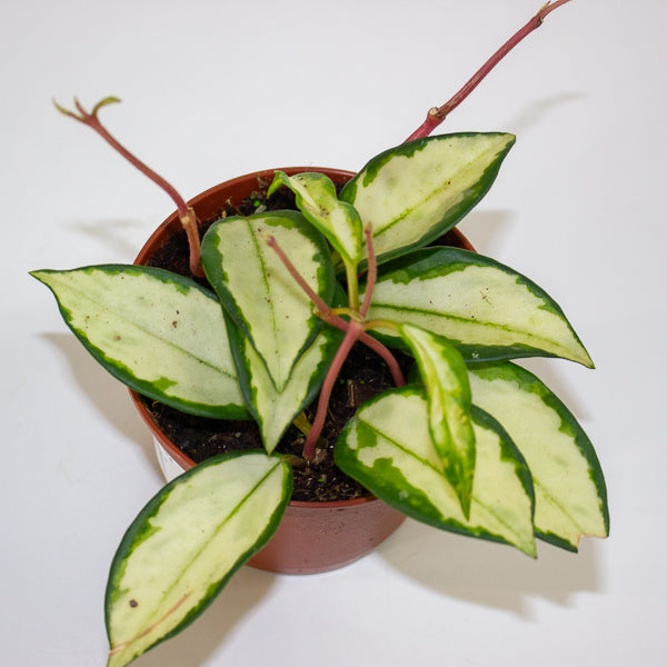 Hoya carnosa 'Tricolor Narrow Leaf' 9cm H15cm