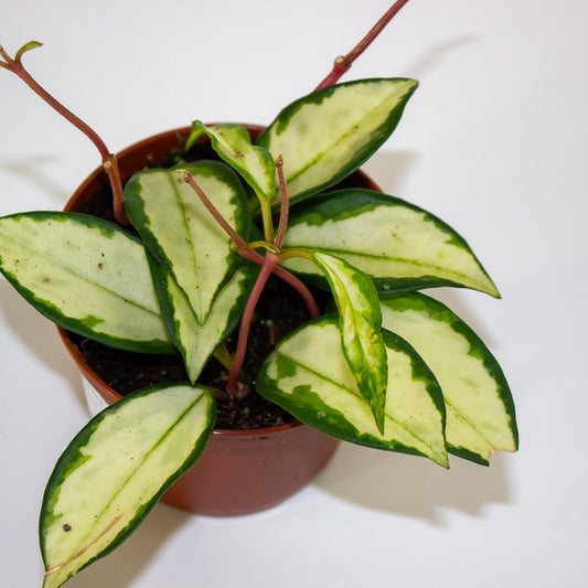 Hoya carnosa 'Tricolor Narrow Leaf' 9cm H15cm