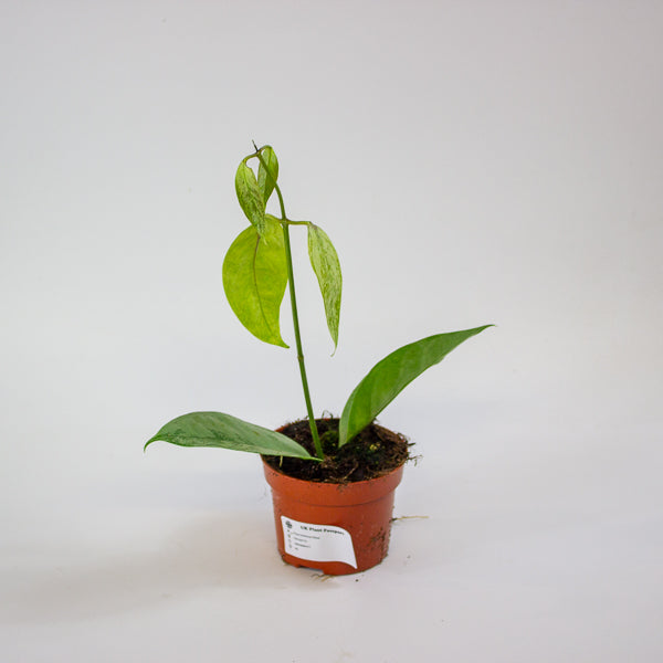 Hoya Coriacea Silver 10.5cm H15cm