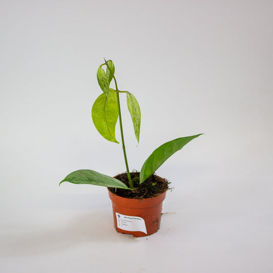 Hoya Coriacea Silver 10.5cm H15cm