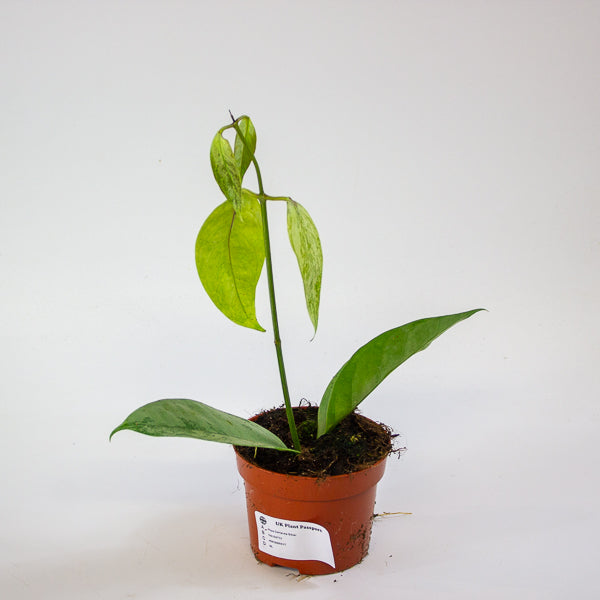 Hoya Coriacea Silver 10.5cm H15cm