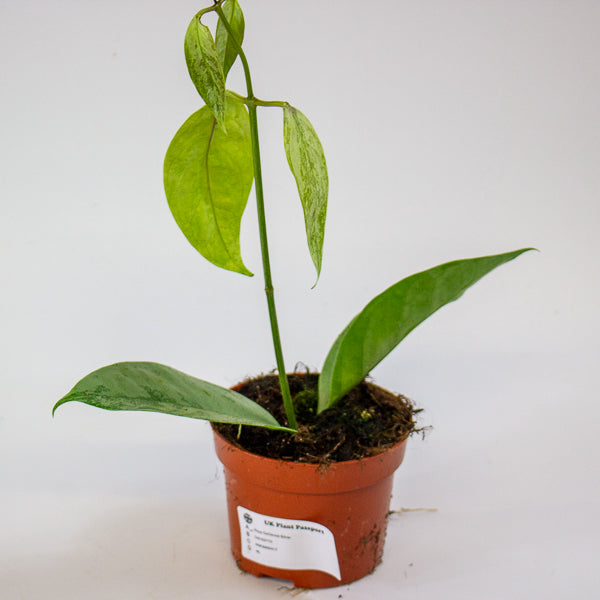 Hoya Coriacea Silver 10.5cm H15cm