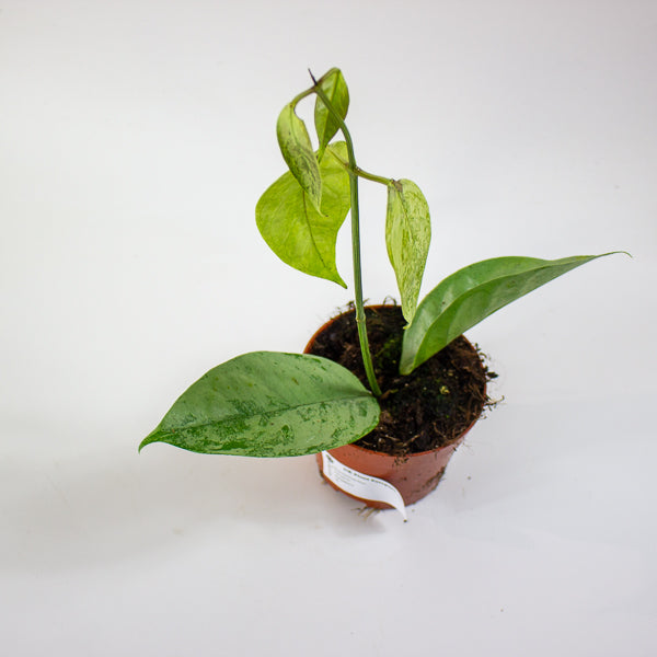 Hoya Coriacea Silver 10.5cm H15cm