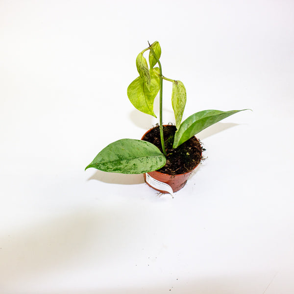 Hoya Coriacea Silver 10.5cm H15cm