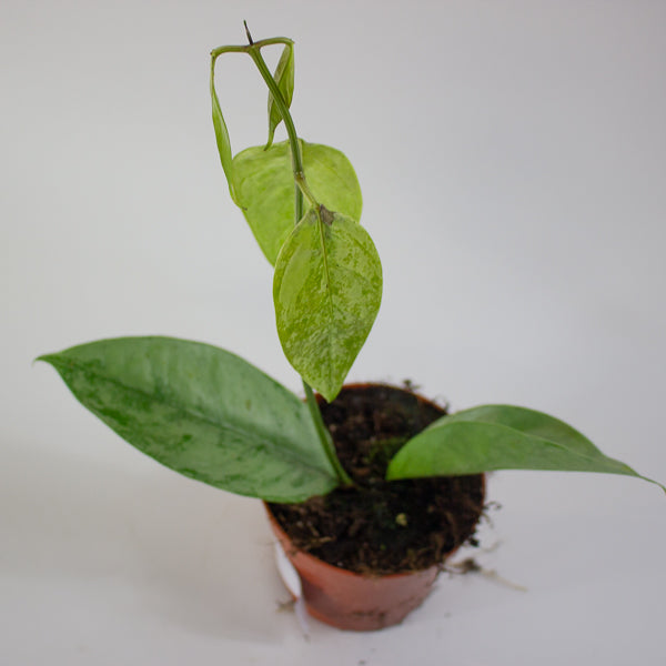 Hoya Coriacea Silver 10.5cm H15cm