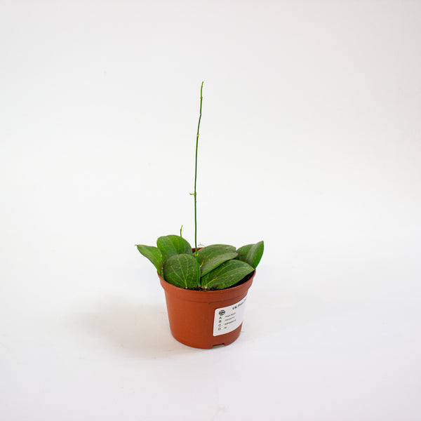 Hoya fitchii 9cm H20cm