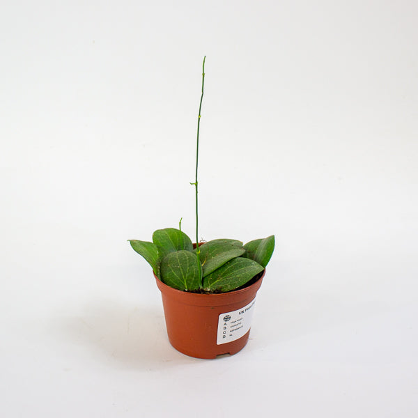 Hoya fitchii 9cm H20cm