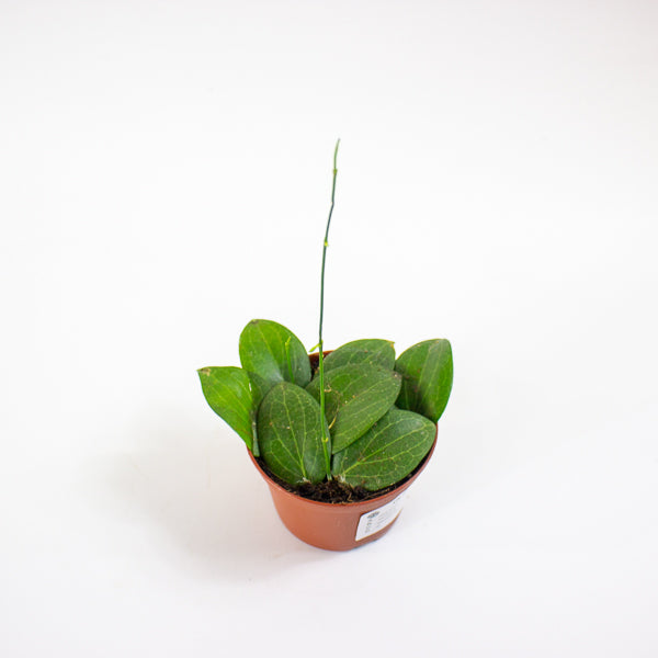 Hoya fitchii 9cm H20cm