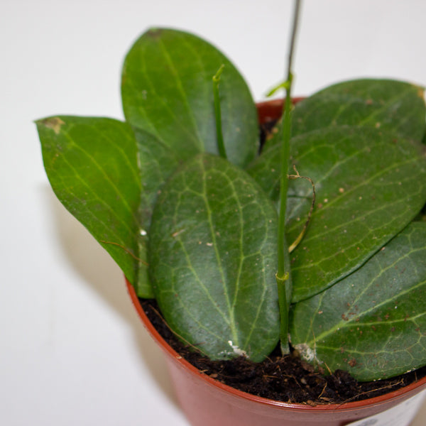 Hoya fitchii 9cm H20cm