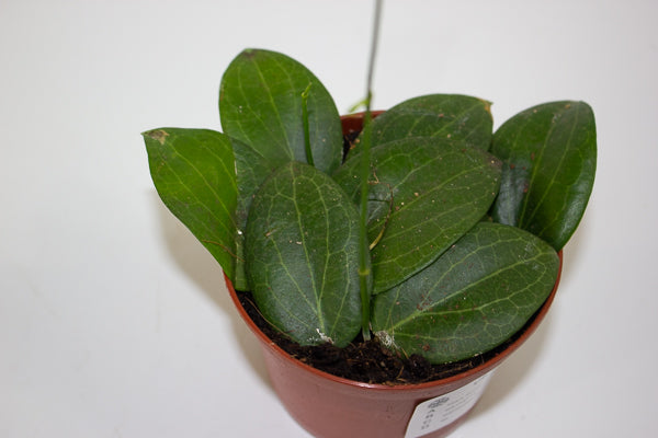 Hoya fitchii 9cm H20cm