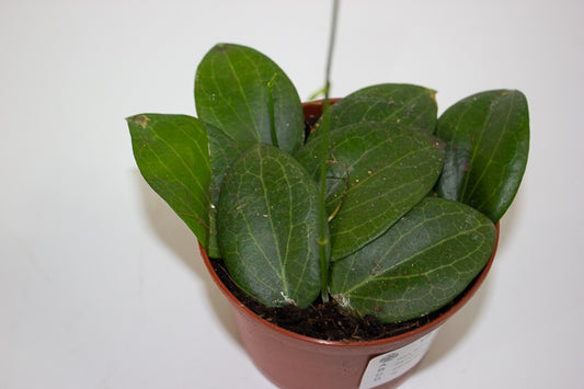 Hoya fitchii 9cm H20cm
