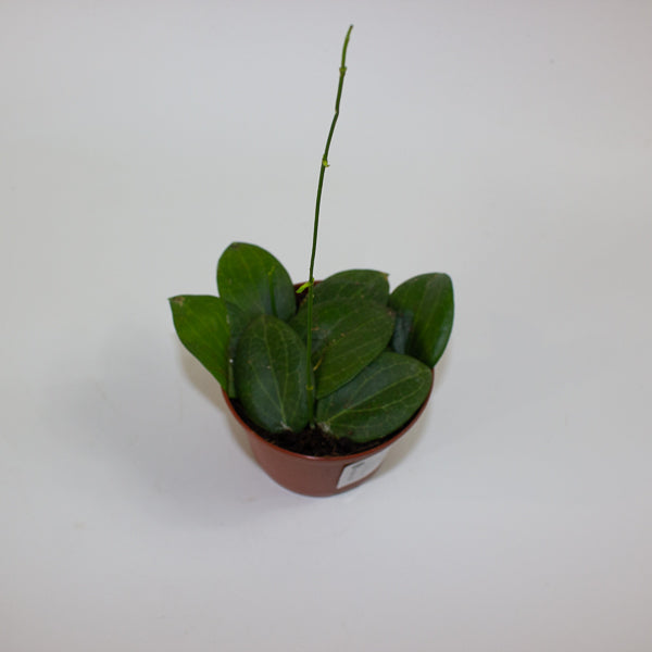 Hoya fitchii 9cm H20cm