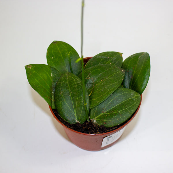 Hoya fitchii 9cm H20cm