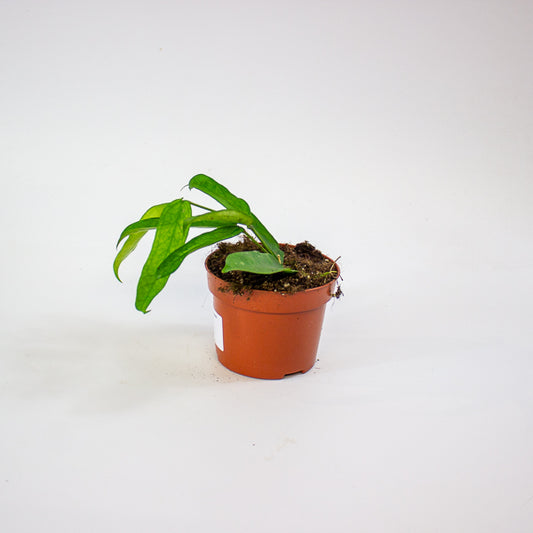 Hoya Pandurata 10.5cm H15cm