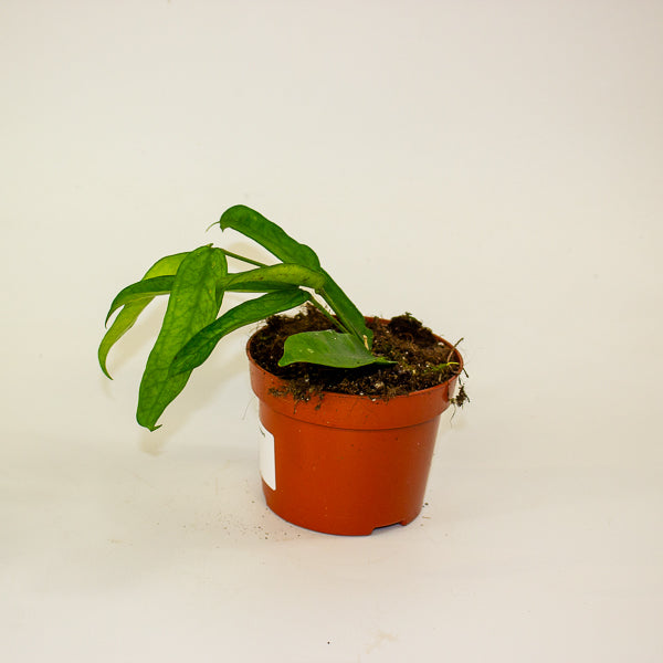 Hoya Pandurata 10.5cm H15cm