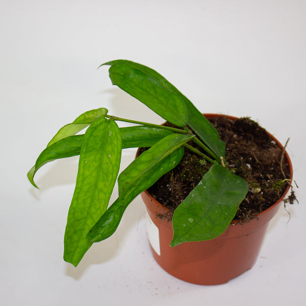 Hoya Pandurata 10.5cm H15cm