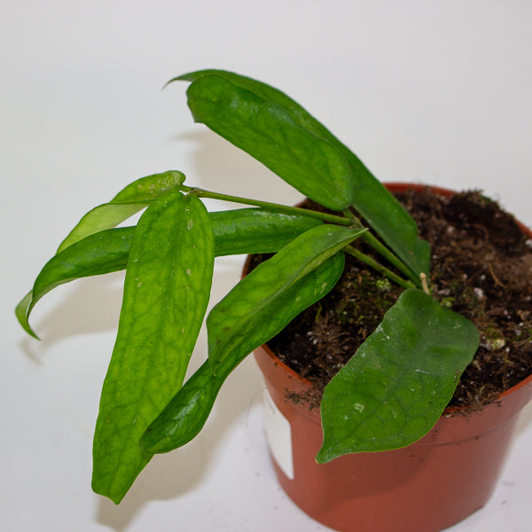 Hoya Pandurata 10.5cm H15cm
