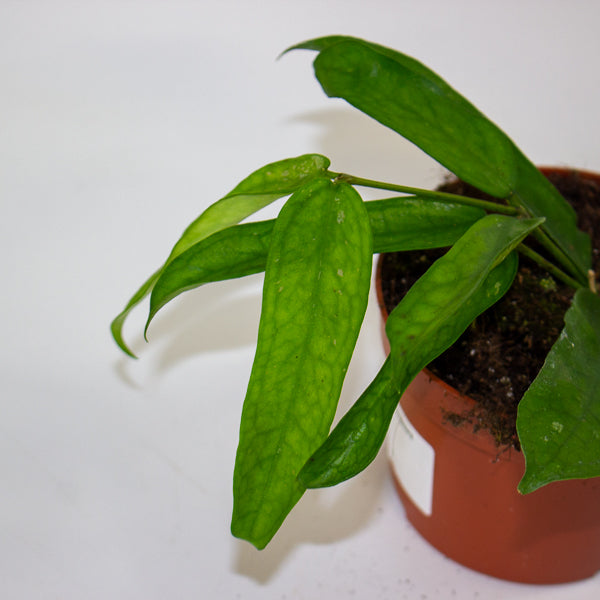 Hoya Pandurata 10.5cm H15cm