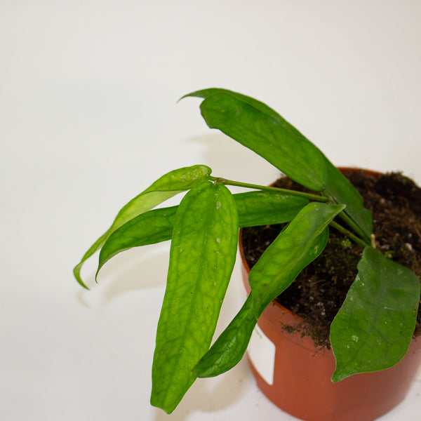 Hoya Pandurata 10.5cm H15cm