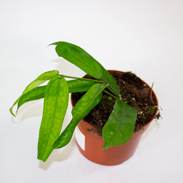 Hoya Pandurata 10.5cm H15cm