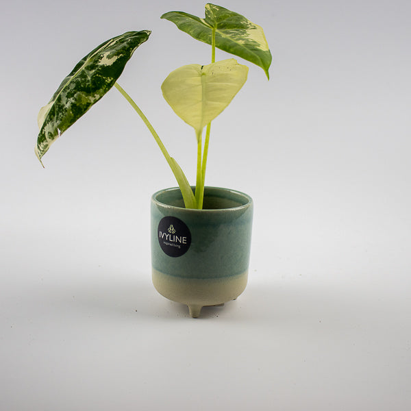 Jolie Aqua Matte Reactive 3 Leg Cacti Planter H8.5cm D8cm