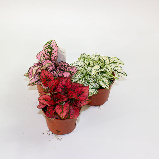 Hypoestes mixed - Choose one Red, Pink or White 8cm H12cm