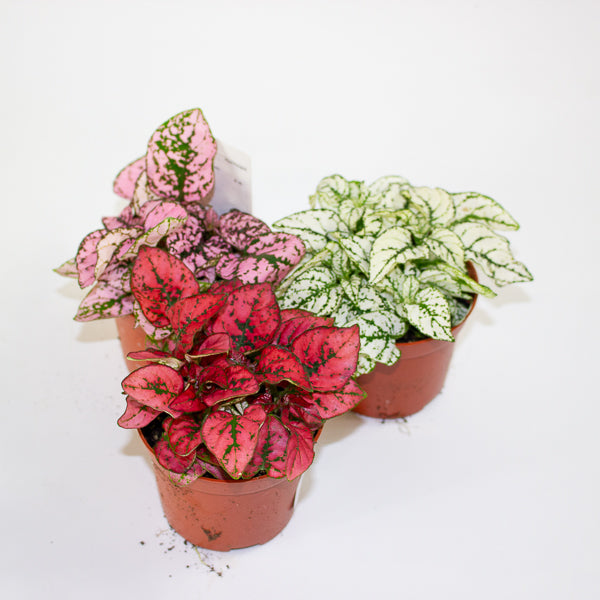 Hypoestes mixed - Choose one Red, Pink or White 8cm H12cm