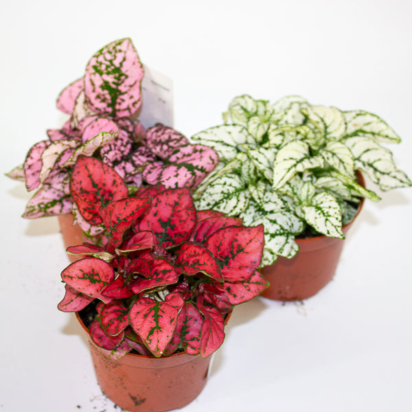 Hypoestes mixed - Choose one Red, Pink or White 8cm H12cm
