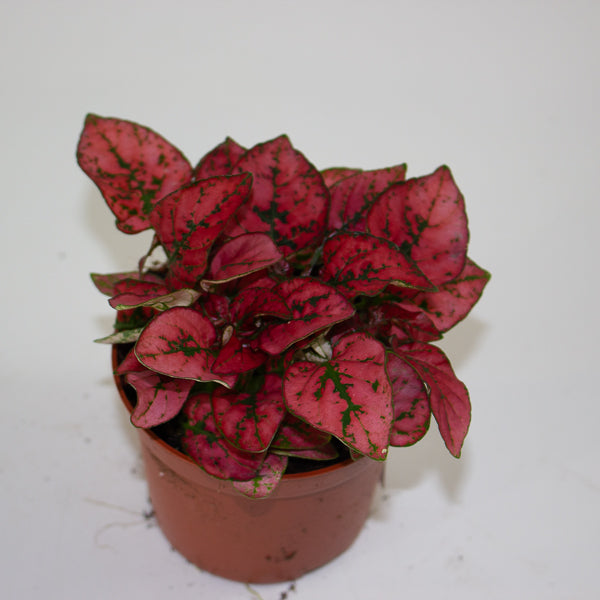 Hypoestes mixed - Choose one Red, Pink or White 8cm H12cm