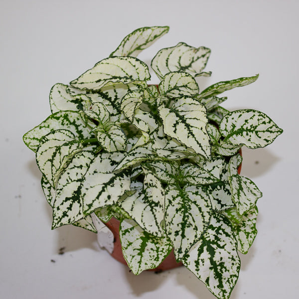 Hypoestes mixed - Choose one Red, Pink or White 8cm H12cm