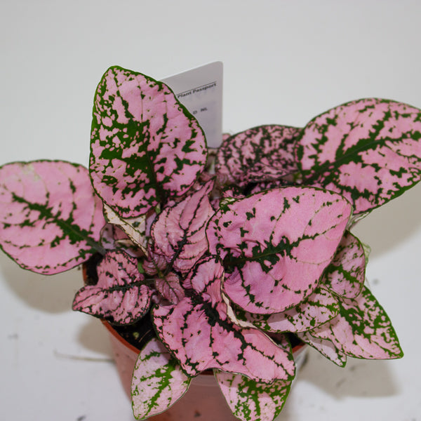Hypoestes mixed - Choose one Red, Pink or White 8cm H12cm