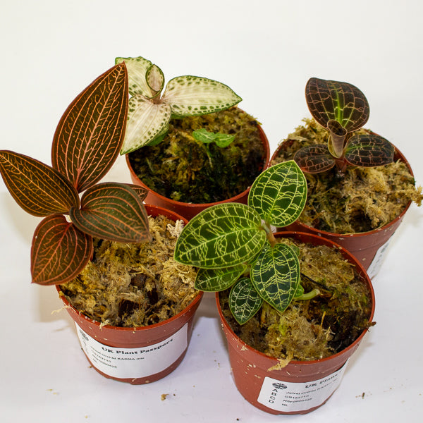 Jewel Orchid KARMA mix 7cm H15cm