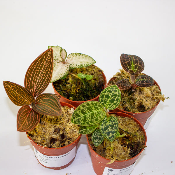 Jewel Orchid KARMA mix 7cm H15cm