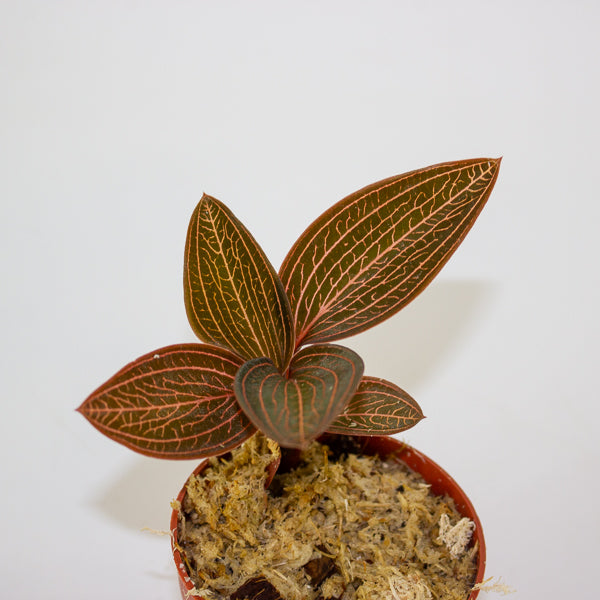 Jewel Orchid KARMA mix 7cm H15cm