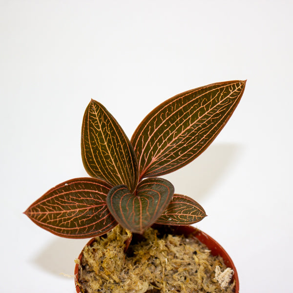 Jewel Orchid KARMA mix 7cm H15cm