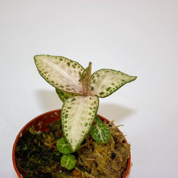 Jewel Orchid KARMA mix 7cm H15cm