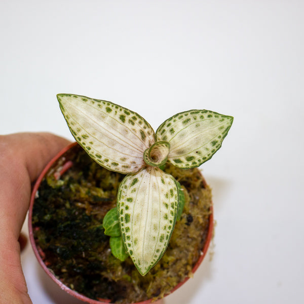 Jewel Orchid KARMA mix 7cm H15cm