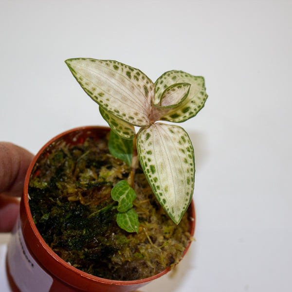 Jewel Orchid KARMA mix 7cm H15cm