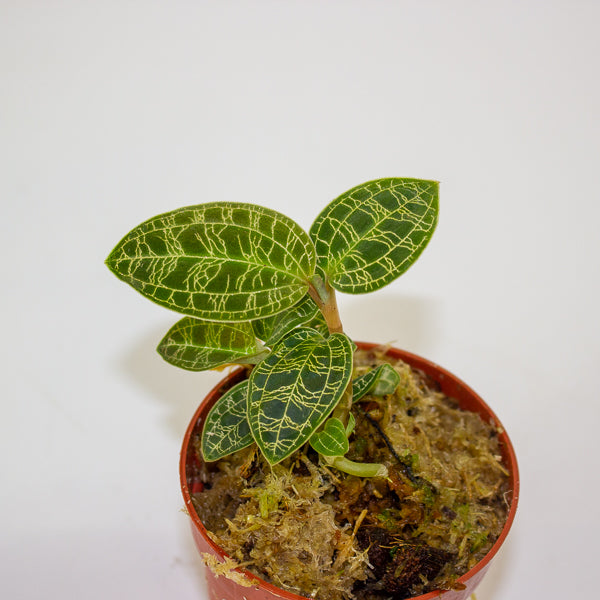 Jewel Orchid KARMA mix 7cm H15cm