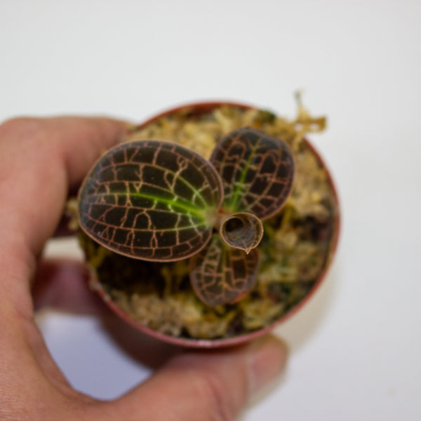 Jewel Orchid KARMA mix 7cm H15cm