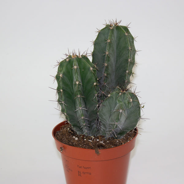 Lemaireocereus Pruinosus 10.5cm H15cm