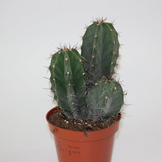 Lemaireocereus Pruinosus 10.5cm H15cm